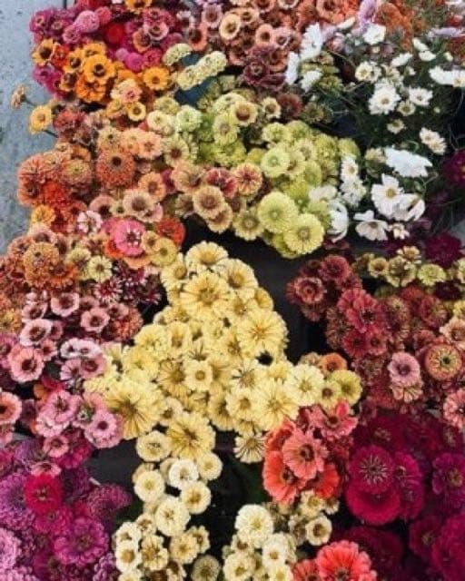Associated Cut Flower
