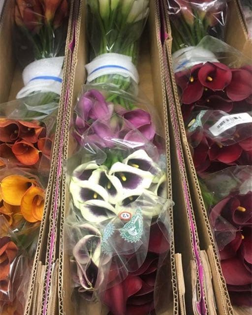 Empire Cut Flower