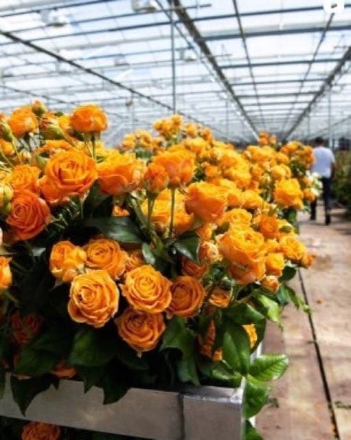 Fleura Metz