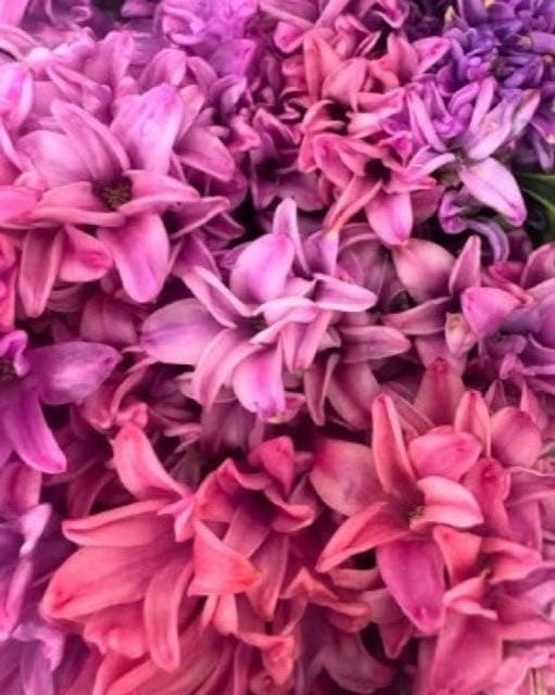 George Rallis Wholesale Florist