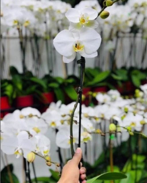 Holiday Flower & Plant, Inc