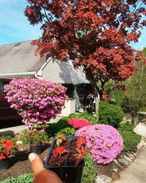 The Backyard Landscaping