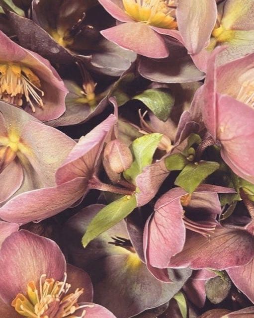 The New York Flower Group